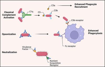 Insights into Acinetobacter baumannii protective immunity